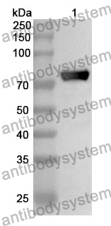 Anti-S1 Protein Polyclonal Antibody